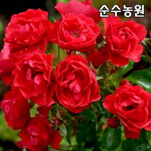 유럽사계덩굴장미 묘목, 스칼렛 메이딜란드 개화주 포트 1개/꽃나무