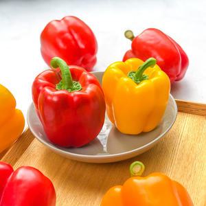 못난이 파프리카 빨강/노랑[사이즈혼합] 5kg
