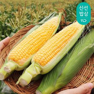 [깨비농원] 제주 초당옥수수 5개 10개 특품 15cm이상