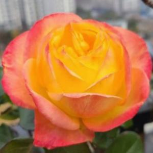 사계줄장미(스펙트라) 개화주 나무 묘목 (1주) 다승농원