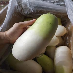 [혜택가5,960원]제주 세척 월동무 3kg 외