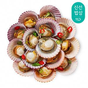 [혜택가 5,200원] 더신선 통영산 최상급 활 가리비 2kg 40-50미내외 / 2개 이상 구매시