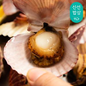 [혜택가 7,760원] 더신선 통영산 최상급 활 가리비 3kg 60-75미내외 / 2개 이상 구매시