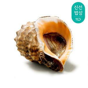 [혜택가 14,960원] [품질보장] 태안 자연산 활 참소라 1kg (중) 5-9미 / 2개 이상 구매