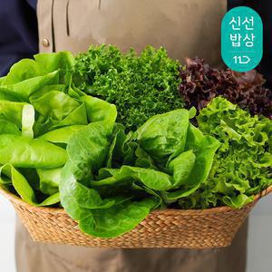 [혜택가 5,920원] 국내산 샐러드 채소 1kg 2-3종 / 버터헤드 로메인 프릴아이스 이자벨