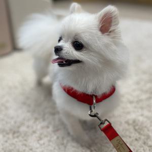 옵션독 강아지 목줄 + 핸드프리 리드줄 애견목줄 소형견 중형견 대형견