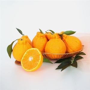 [고랑몰라] 제주 한라봉 3kg(8-10과)