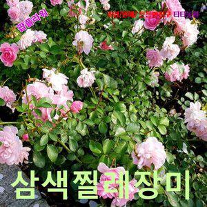 팝플라워 삼색미니찔레장미-엔젤윙 씨앗 25립