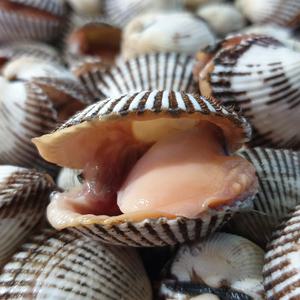 국내산 제철 새꼬막 1kg 70미 내외 벌교산 참꼬막 무침 비빔밥 꼬막전 추천 별미 반찬용 꼬막국수