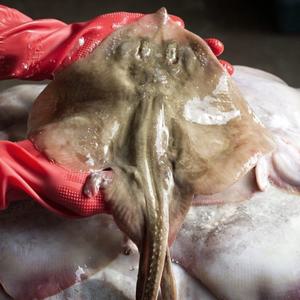 국내산 냉동 가오리 간재미 1kg
