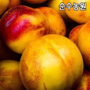 천도복숭아나무 묘목, 레드골드 접목1년 뿌리묘 1개/유실수/과실수