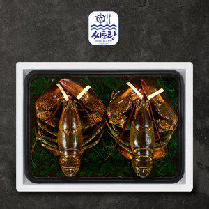 [씨토랑]프리미엄 활랍스터세트 2미 1.6kg/마리당 780-880g