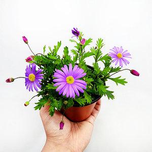 에덴플랜트 사계국화 보라 소품 야생화 다년초 노지월동 꽃식물 사계소국 정원 마당 화단꾸미기 하늘하늘