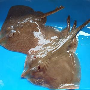 고흥 반건조 간재미 간자미 가오리 중소(20~24cm) 3마리