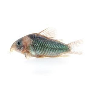 키우기쉬운 열대어 [코리도라스] 슈퍼에쿠스 3cm 내외/ 물고기 키우기