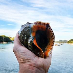 고흥 자연산 참소라 2kg (대사이즈,6-12미)