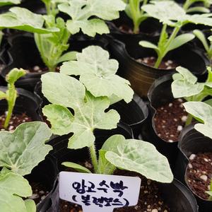 [모종모종]망고수박(작은컵2주) (블랙보스수박 모종) (1주 주문하시면 2주 배송합니다 )희귀모종팔아요