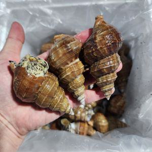 포항 당일바리 활 살고동 고추골뱅이 대 1kg (20미 내외)