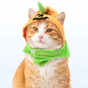 해피파티 펫 할로윈 강아지 호박 모자 애완견 애견 반려견
