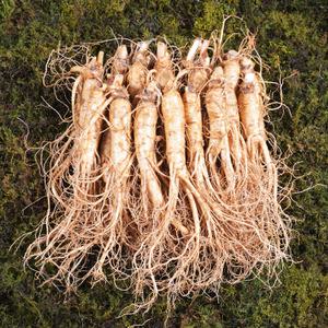 금산인삼수삼 원수삼 중 무료세척 1채750g 14~17뿌리