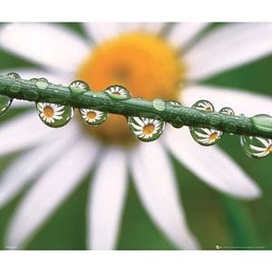 인테리어 홈인테리어 포스터 액자용 DAISY-dew 포스터만 40x50cm 포스터액자