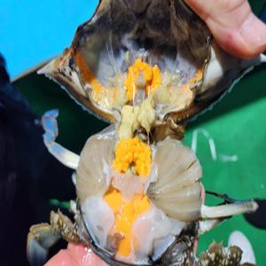 서해안 생물 알배기 암꽃게 1kg 4-6미 꽃게 탕 라면 찜 게장 국내산 수율 좋은 꽃게장 별미 영양가득 고소
