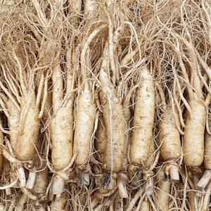 풍기인삼 수삼 정품원수삼 750g( 14-17뿌리) 인삼
