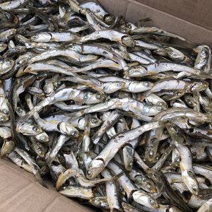 국산 햇 멸치 1.5kg 모음전 / 볶음 지리 조림 안주 국물 육수 용 다시 대 멸치 건 마른 새우 디포리 실치