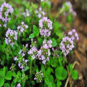 허브씨앗 미니백리향 반포복성 Thymus Serpyllum Mother 50립