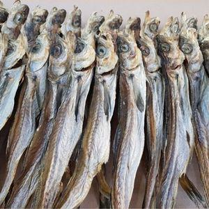 예쿵 속초 고성 건조 줄노가리 20미 건어물 마른 안주 어포 반 을지로 먹태황태 여름