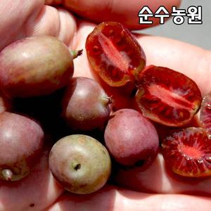 다래나무 묘목, 레드다래 켄스레드 120L 포트 1개/유실수 과실수 묘목