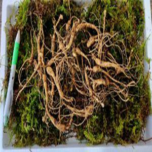 천생삼 산양산삼 씨삼 파지 소삼 10-12년근 50g(23-30뿌리) 산삼 산양삼 장뇌삼