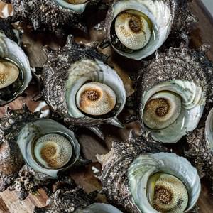 [오늘의바다] 오독오독 손질 뿔소라 400g (손질전 2kg)