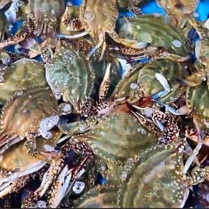 [품질보장]서해안 연평도 급냉 암꽃게 1kg(3~5미) / 활꽃게 급냉 안심 배송 !!