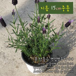 [허브여울] 프렌치라벤더 (프렌치라벤다 남부지방노지월동) 지름 15cm 중품 허브화분 (상토와 마사만사용)