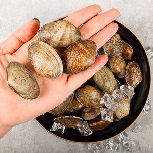당일어획 남해안 다이버 바지락 1kg
