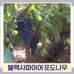 (블랙사파이어) 포도 접목1년 나무 묘목 (수량 1개묶음) 다승농원