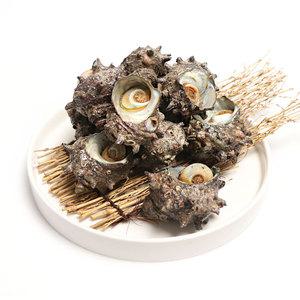 [인어교주해적단] 남해안 뿔소라 1kg (6-10마리)
