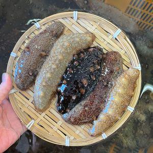 이순신수산-통영 제철 자연산 해삼 500g 추천