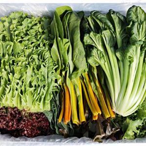 GAP인증 친환경 저탄소 유기농 모듬 샐러드채소 1kg 당일수확 쌈채소 채소