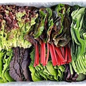 GAP인증 친환경 저탄소 유기농 모듬 쌈채소 1kg 당일수확 채소 모듬쌈채소