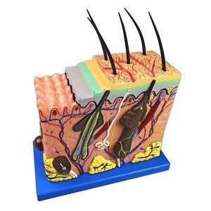 두피모형 피부 해부학 모발 인체 50배 확대 단면 교육용