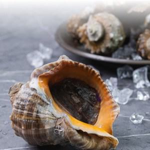 고흥 자연산 참소라 1kg (중사이즈,7-9미)