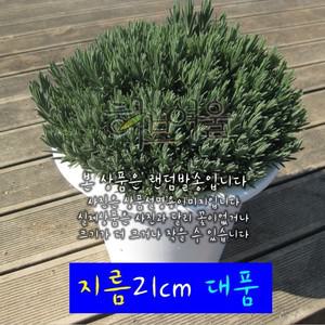 프렌치라벤더 (남부지방노지월동) 지름 21cm 대품 허브화분 (상토와 마사만사용)