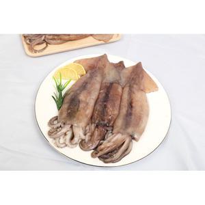 [미식한가] 원양산 냉동 손질 통오징어 (팩당 260g 내외) 2미 x 5팩