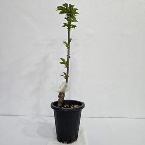 체리나무 라핀 묘목 접목1년생