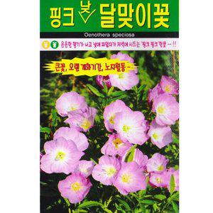 [기타]핑크 낮 달맞이꽃씨앗 500립 분홍 꽃씨