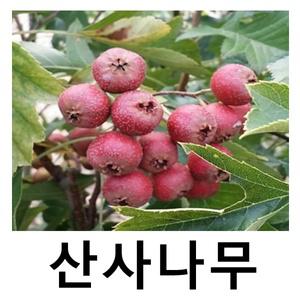 산사나무 묘목 (대실) 개화주