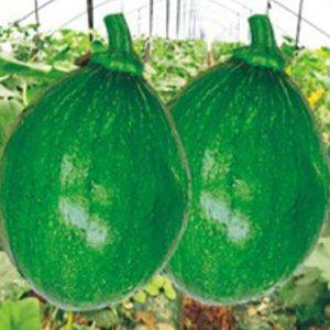 [셀러허브 1][HYD2J420_51CX]청피 풋호박 식용 채소 씨앗 종자 20립