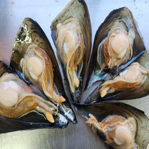 국내산 생물 키조개 하프쉘 5미 20~25cm 내외 반탈각 당일조업 손질 구이 회 찜 관자 살 제철 캠핑 요리